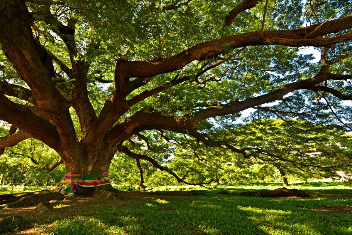 Duże drzewo